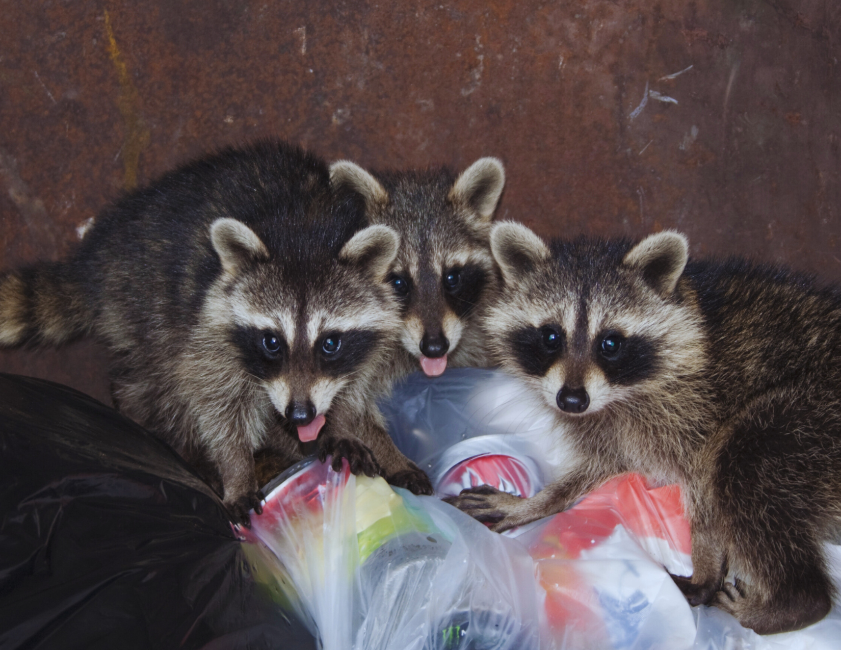 Are dumpsters public property?